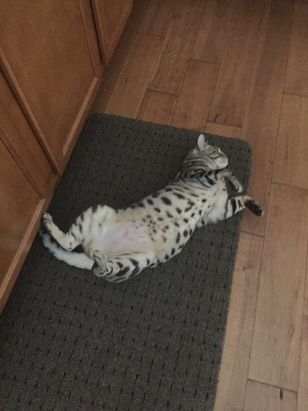 image.jpg