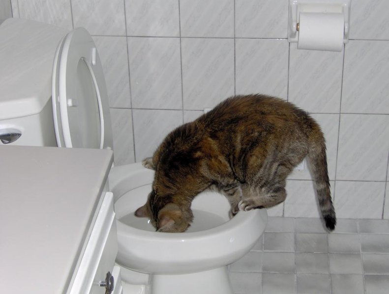 image.jpg