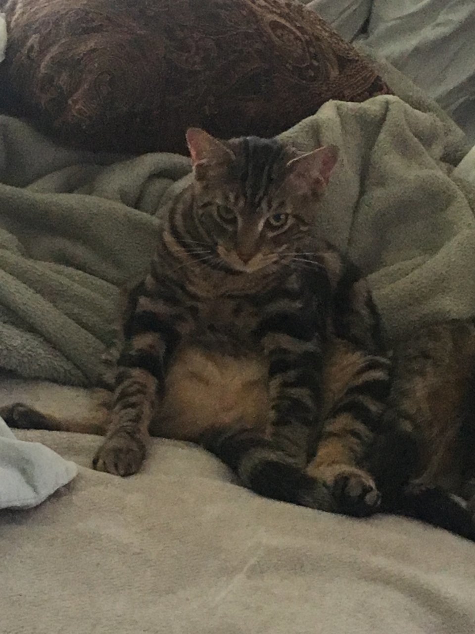 image.jpg