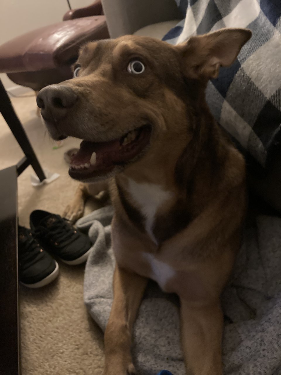 image.jpg