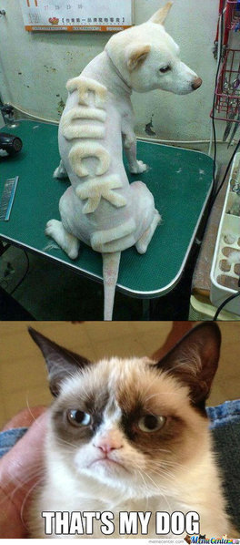 image.jpg