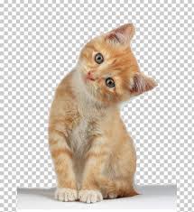 images.jpg