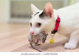 images.jpg