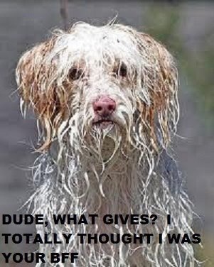 ImageUploadedByTapatalk1323404593.669250.jpg