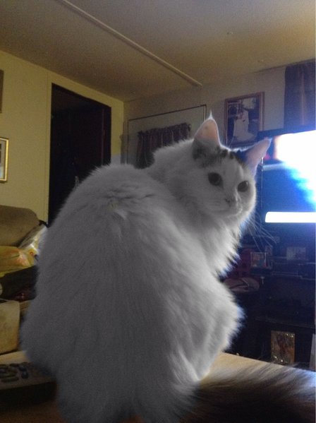 ImageUploadedByTapatalk1447650111.920613.jpg