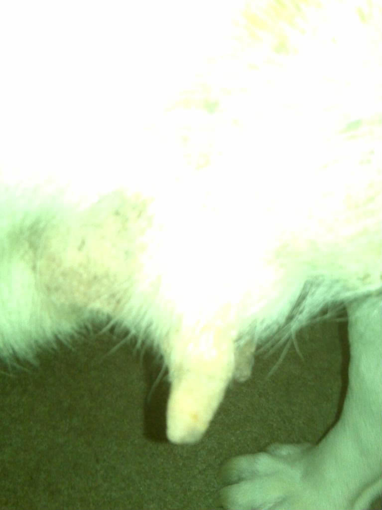 IMG00127_c360fd1af258d2bae3c94d08c3ca89a5acc1f967.jpg