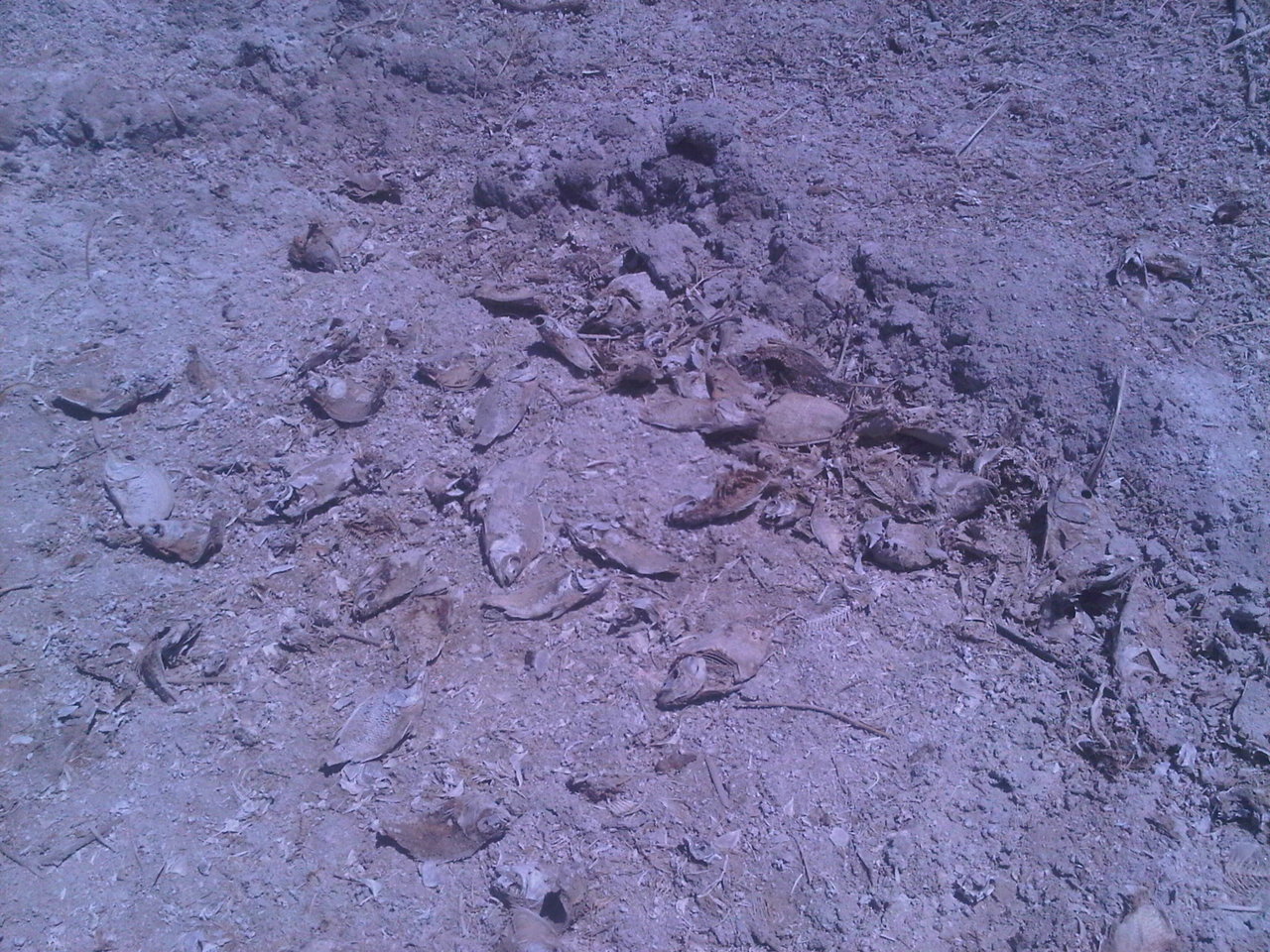 IMG00421-20130616-1127.jpg