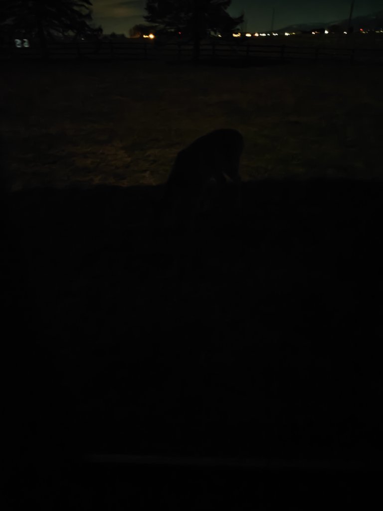 IMG20241219062217.jpg