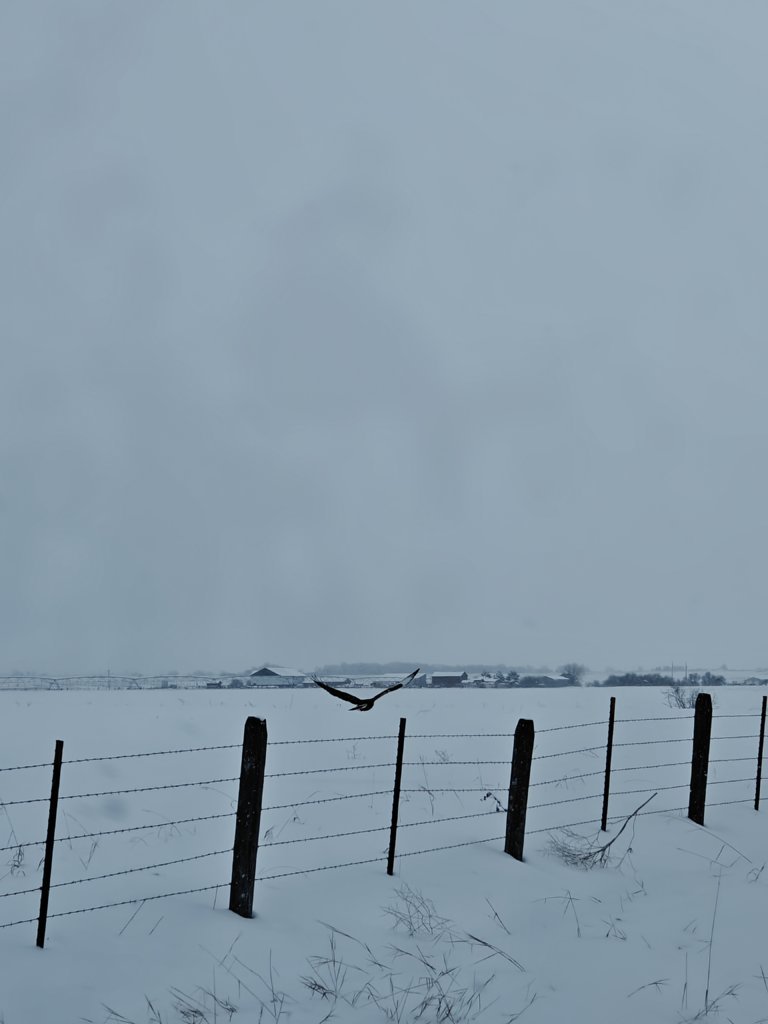 IMG20250214135201.jpg