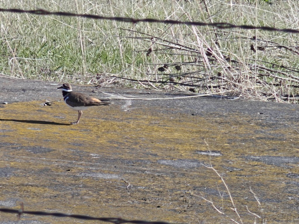 IMG20250405172526.jpg