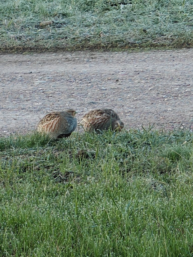 IMG20250406074602.jpg
