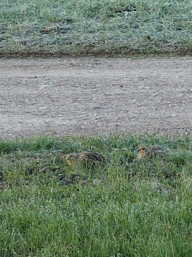IMG20250406074639.jpg