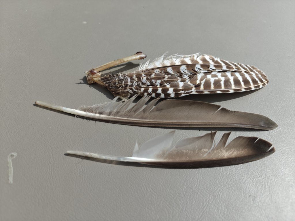 IMG20250411151325.jpg