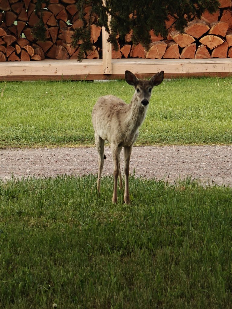 IMG20250516062432.jpg