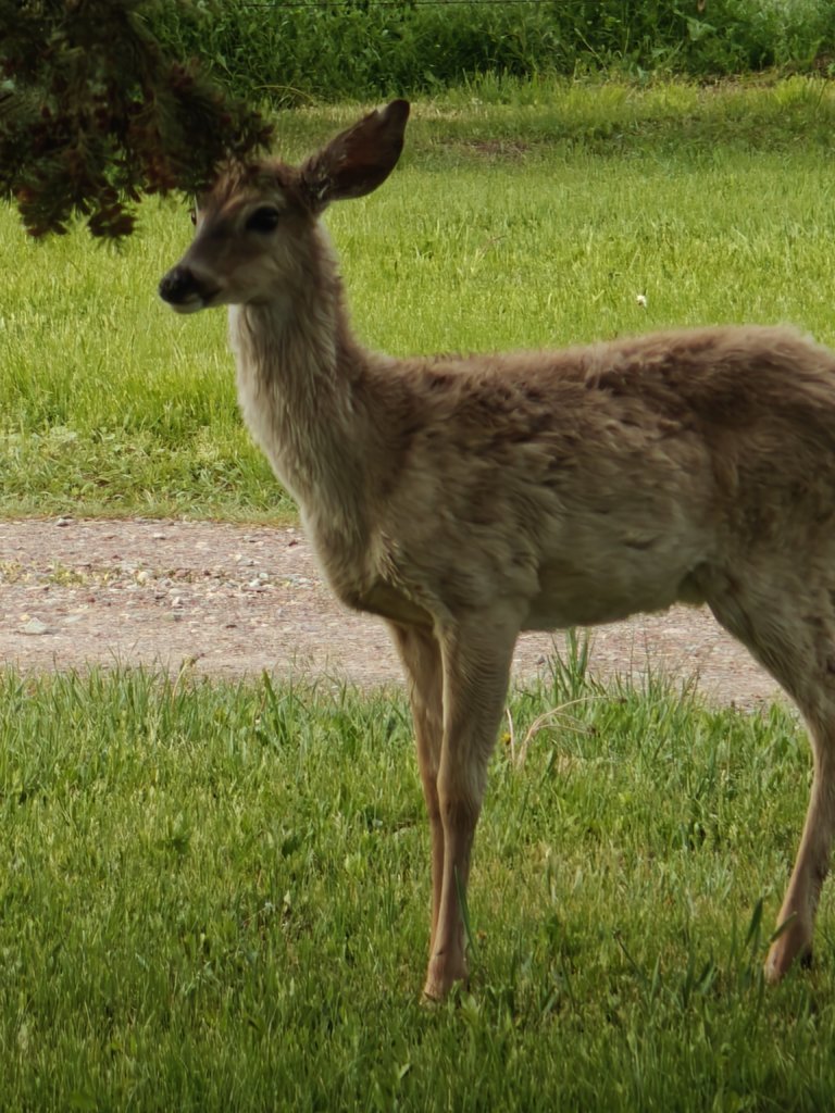 IMG20250516062555.jpg