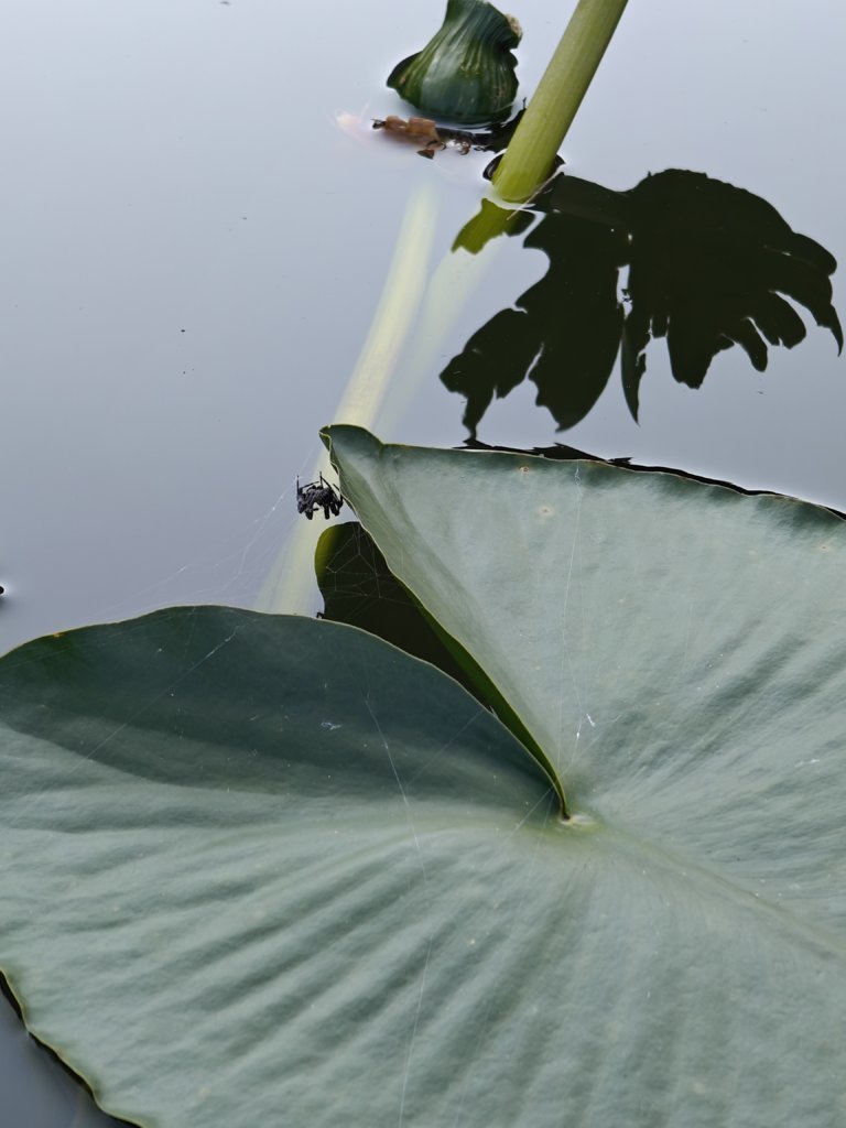 IMG20250901084719.jpg