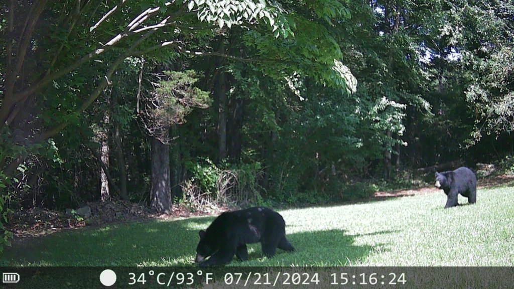 IMG_0009.jpg
