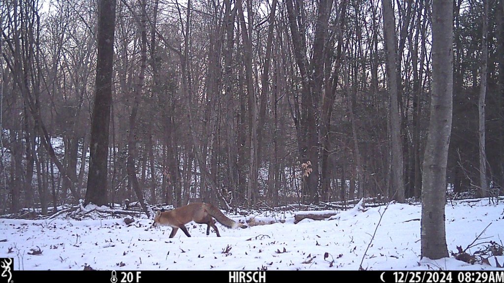 IMG_0136.jpg