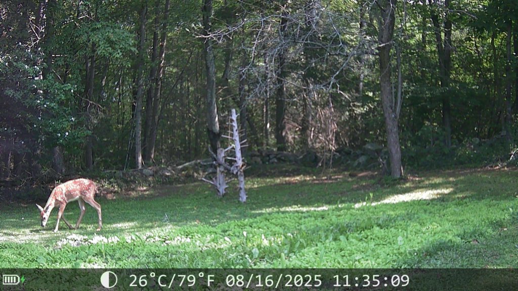 IMG_0181.jpg