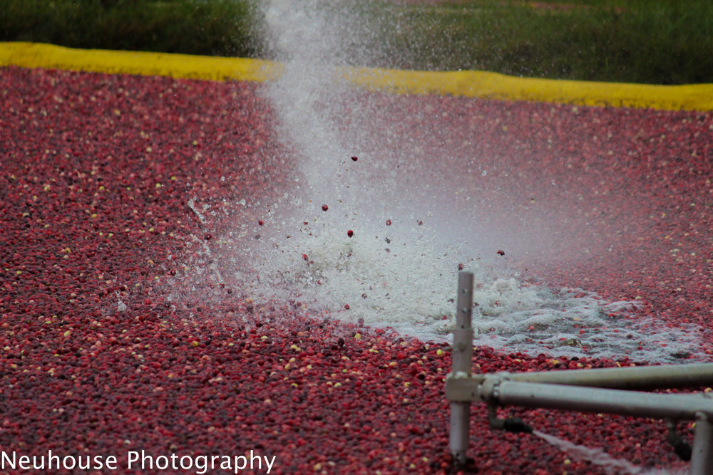 IMG_0252-26_cc5cc271b62f2b2bb12ca2b10dbdf7717f60b4b9.jpg