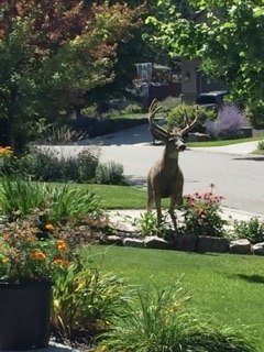 IMG_0524.jpg