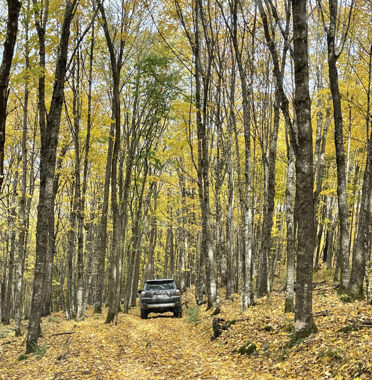 IMG_0541Tree trail.jpg