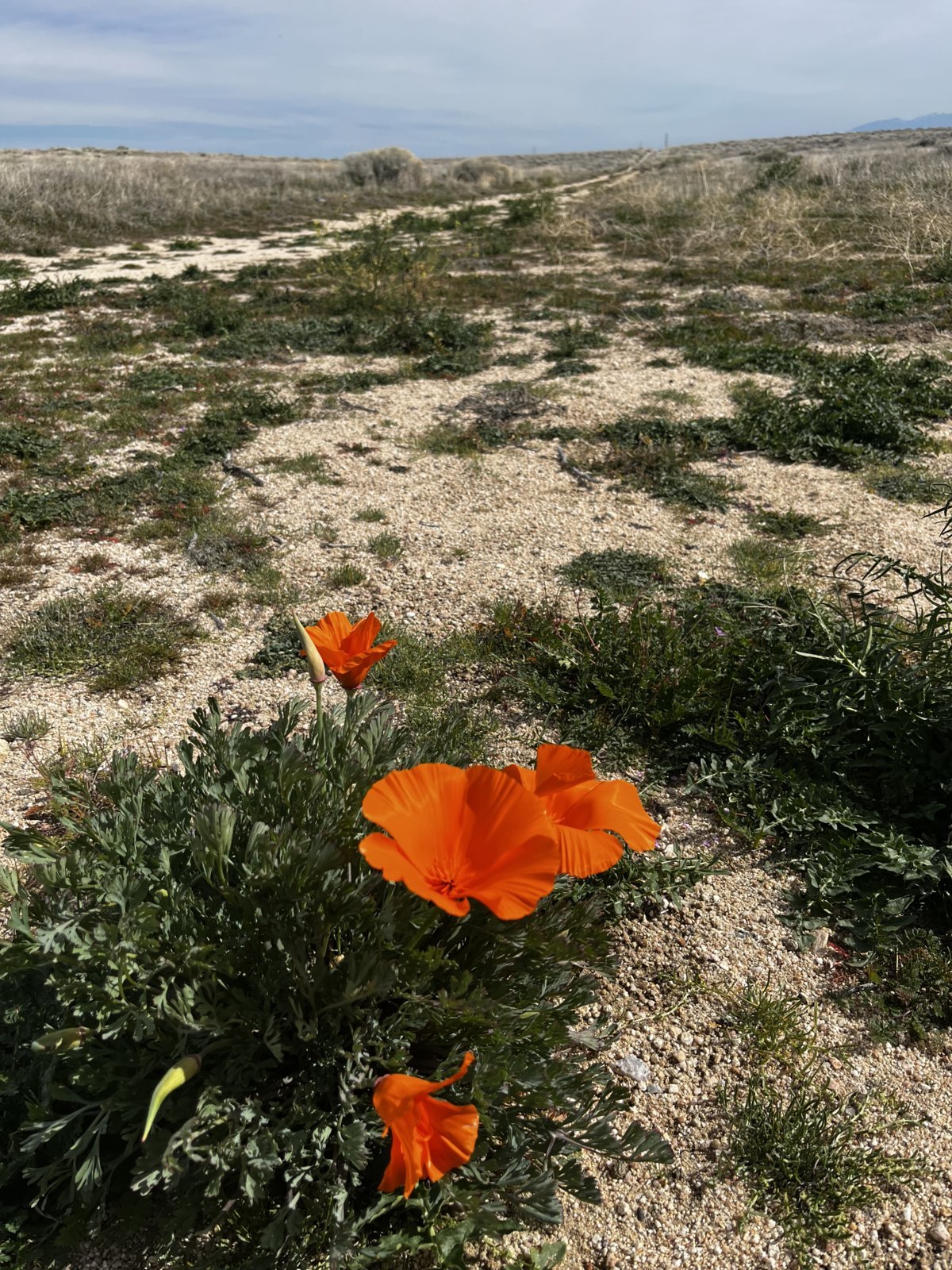 IMG_0607.jpg