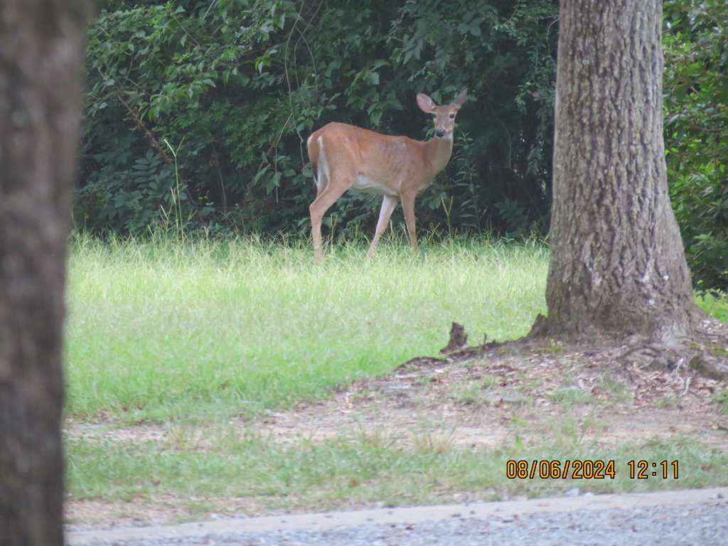 IMG_0847.jpg