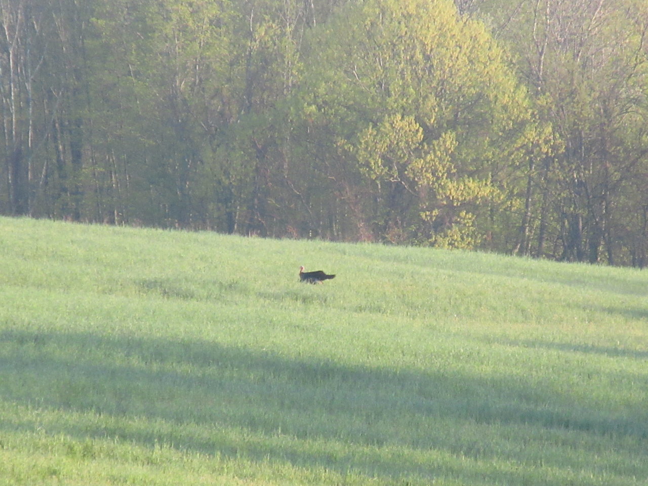 IMG_0911.jpg