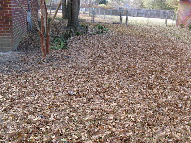 IMG_1003.jpg