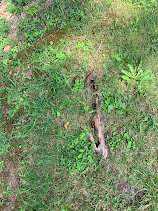 IMG_1127.jpg