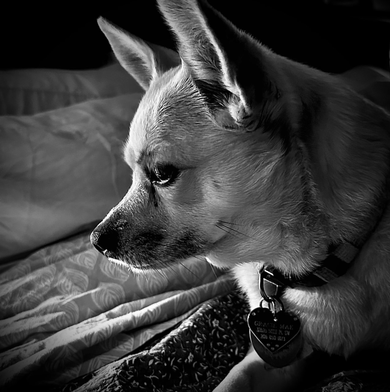IMG_1285.jpg