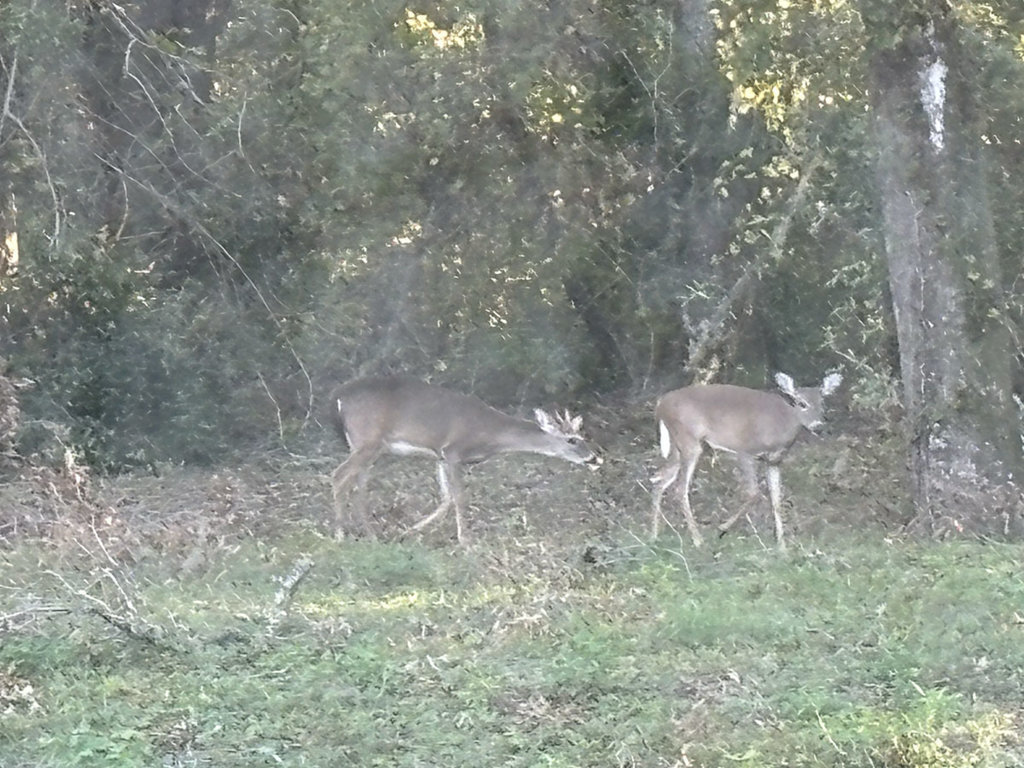 IMG_1331.jpg