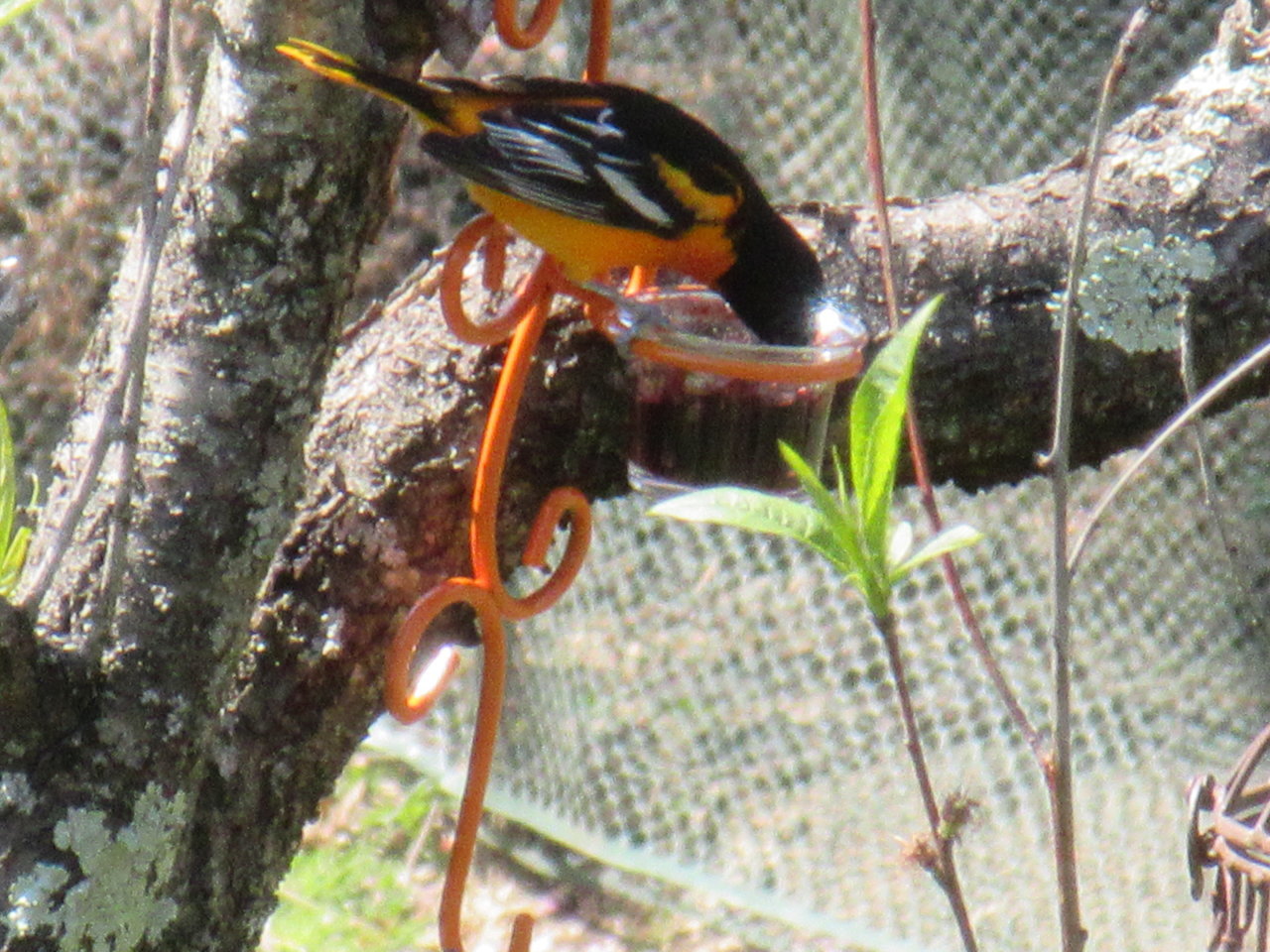 IMG_1607.jpg