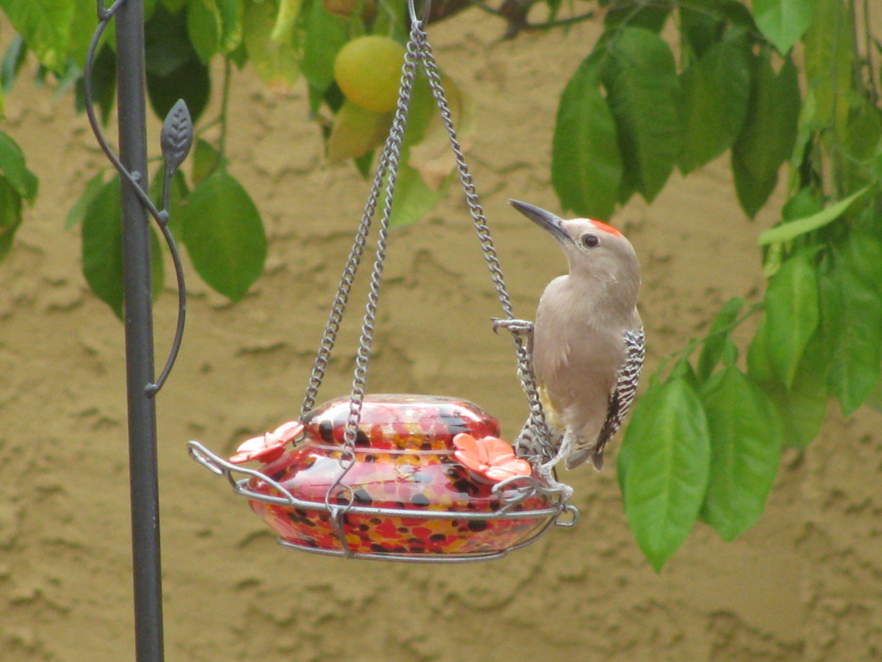 IMG_1822.jpg