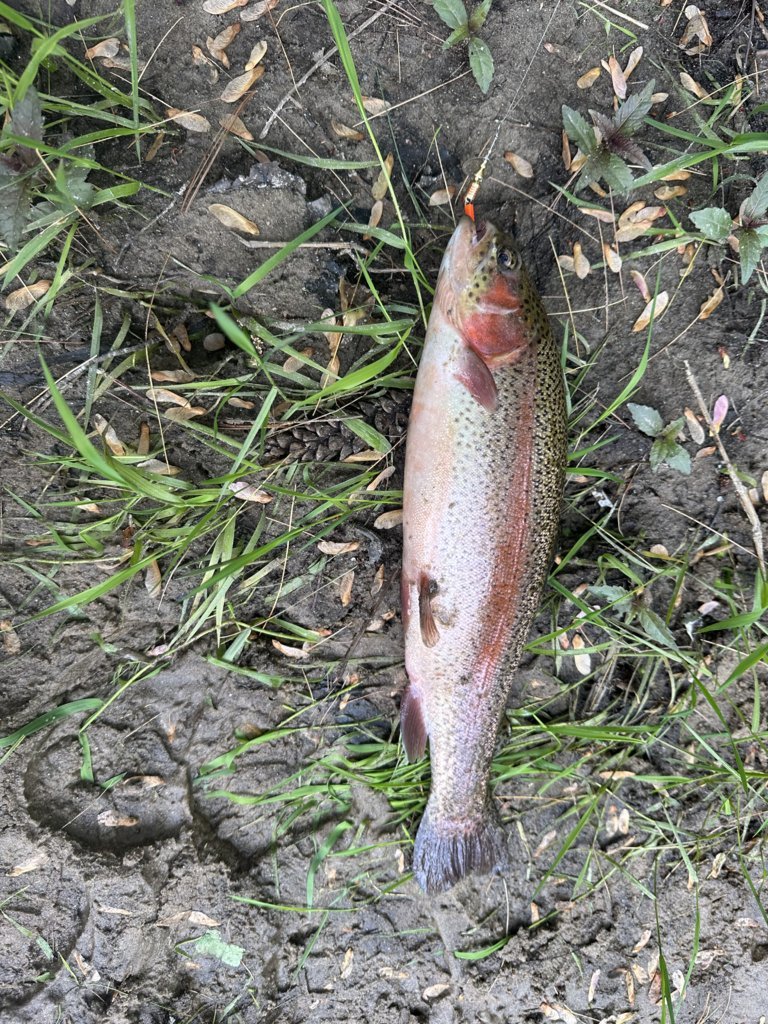 IMG_1982.jpg