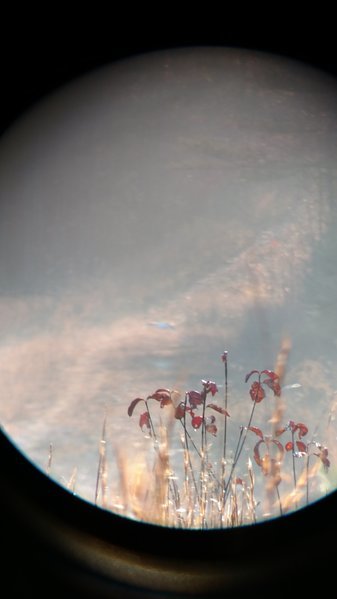 IMG_20161119_080254716.jpg