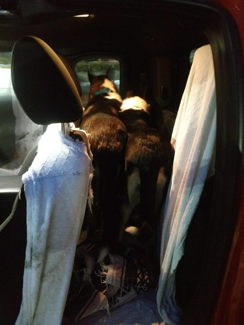Barneys Dog World -Pet Hammock Car Seat Cover, SUV And Trucks