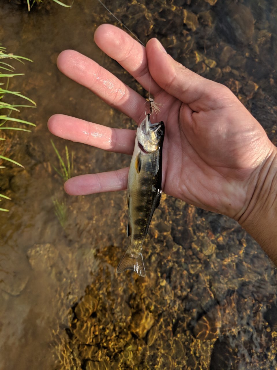 IMG_20180705_181723.jpg