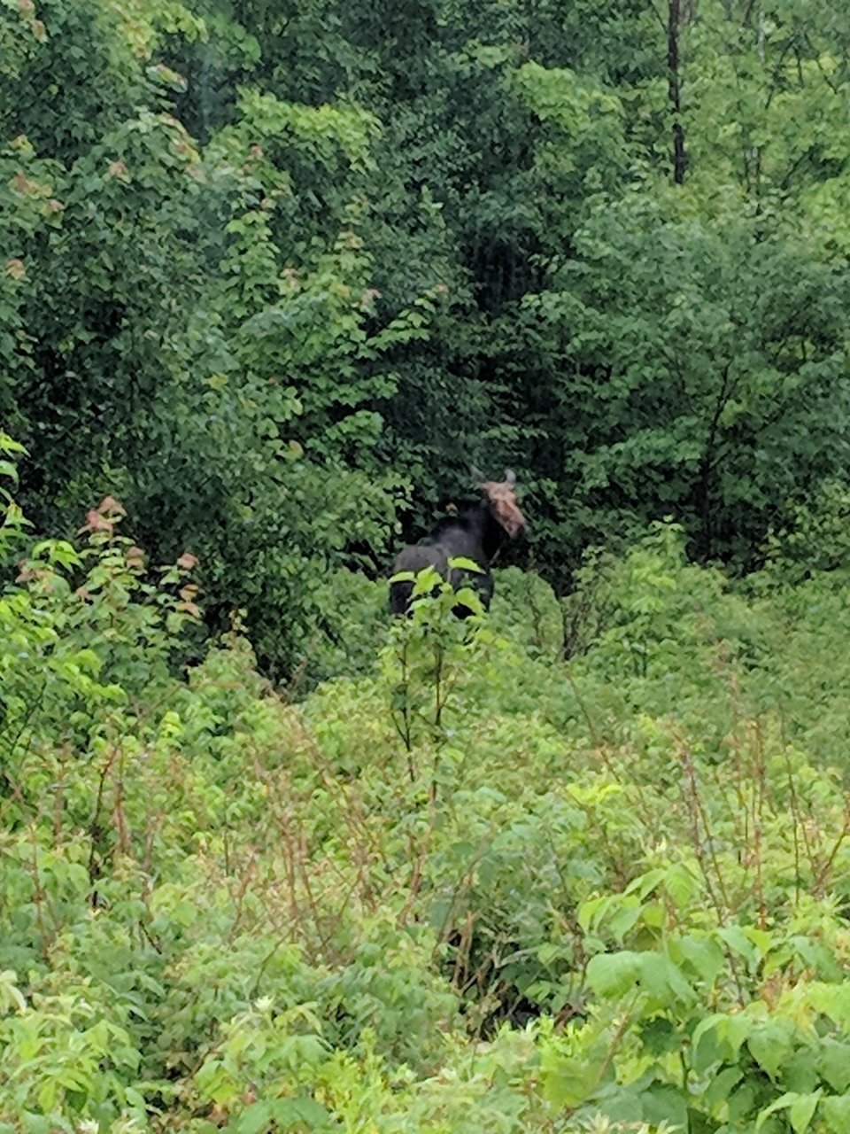 IMG_20180706_084159.jpg