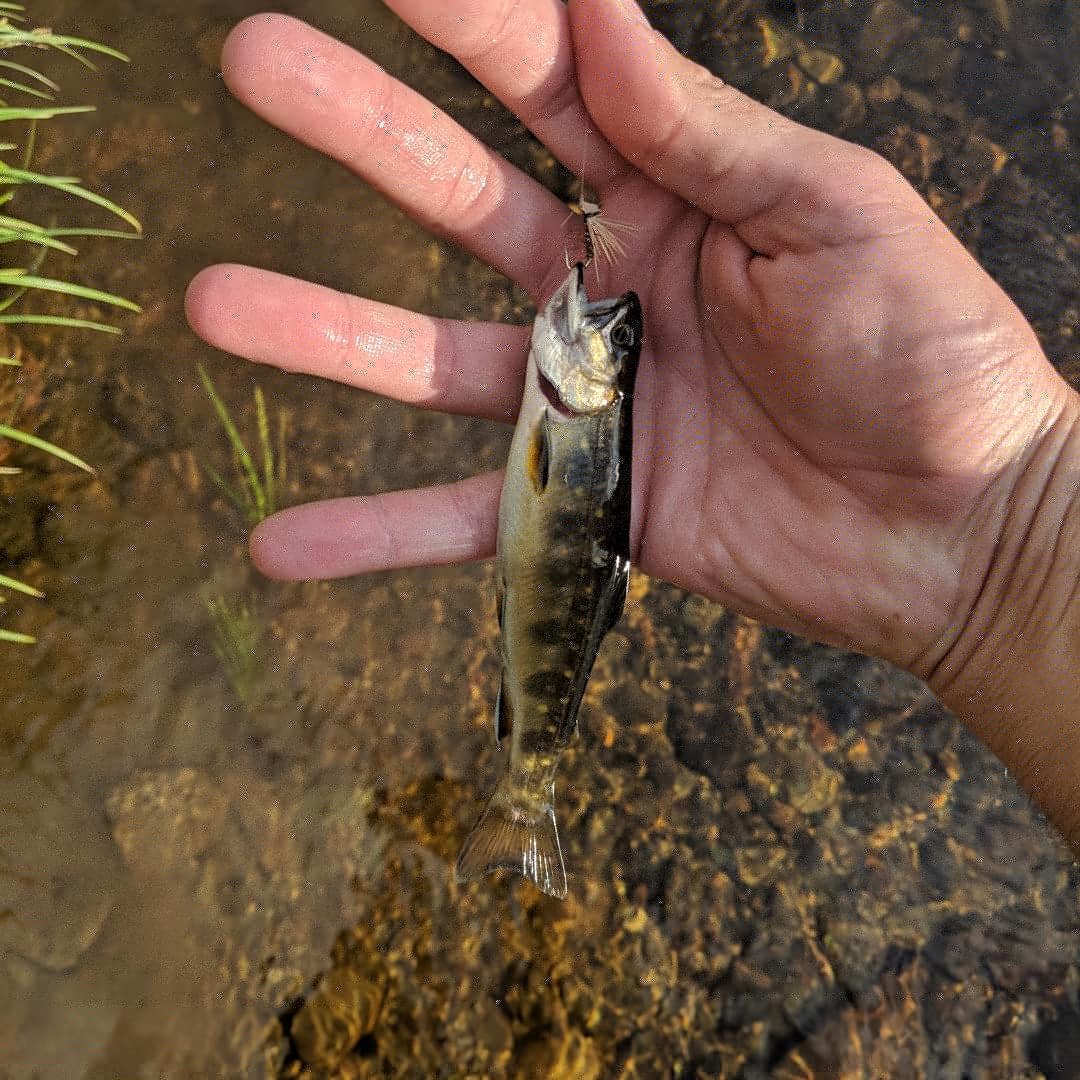 IMG_20180706_190337_916.jpg