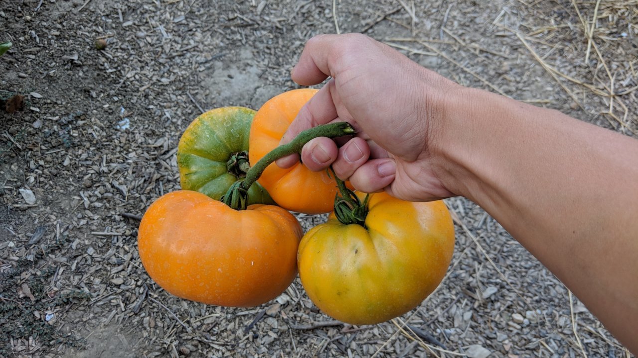 IMG_20180713_065648.jpg