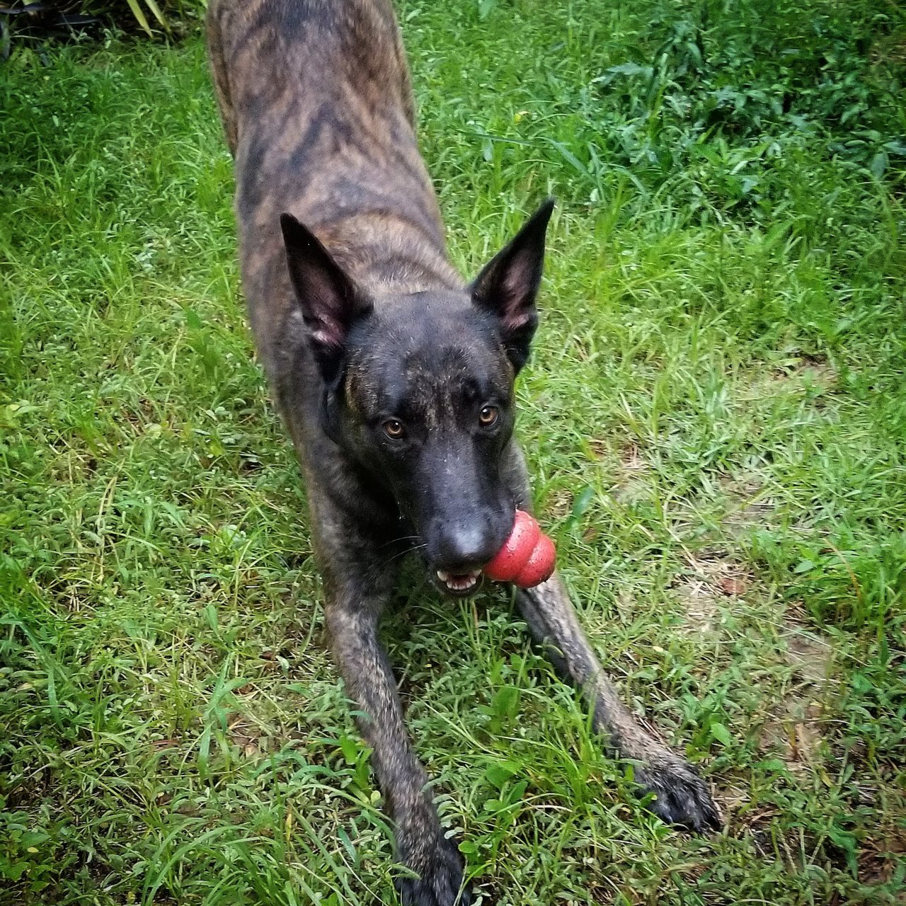 IMG_20180804_195036_099.jpg