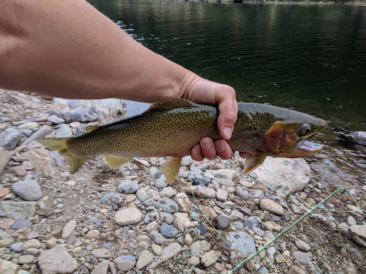 IMG_20180825_164958.jpg