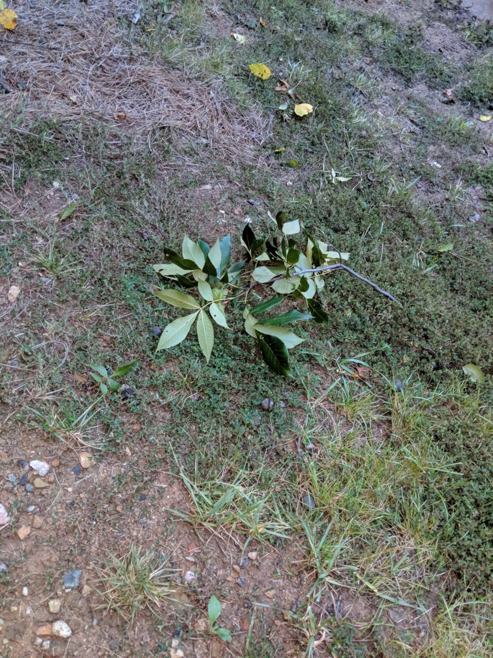 IMG_20180914_065943.jpg