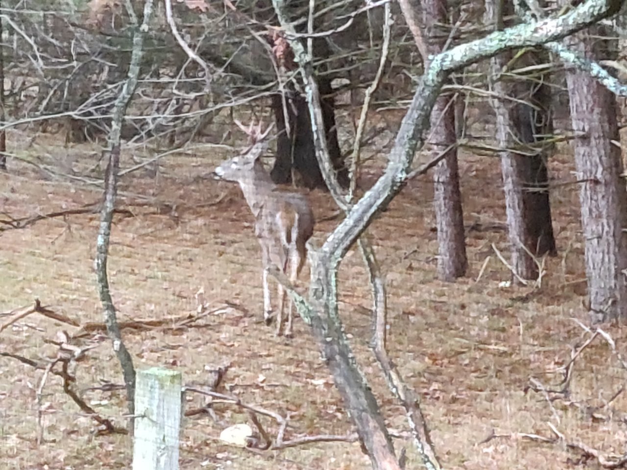 IMG_20181124_153705.jpg
