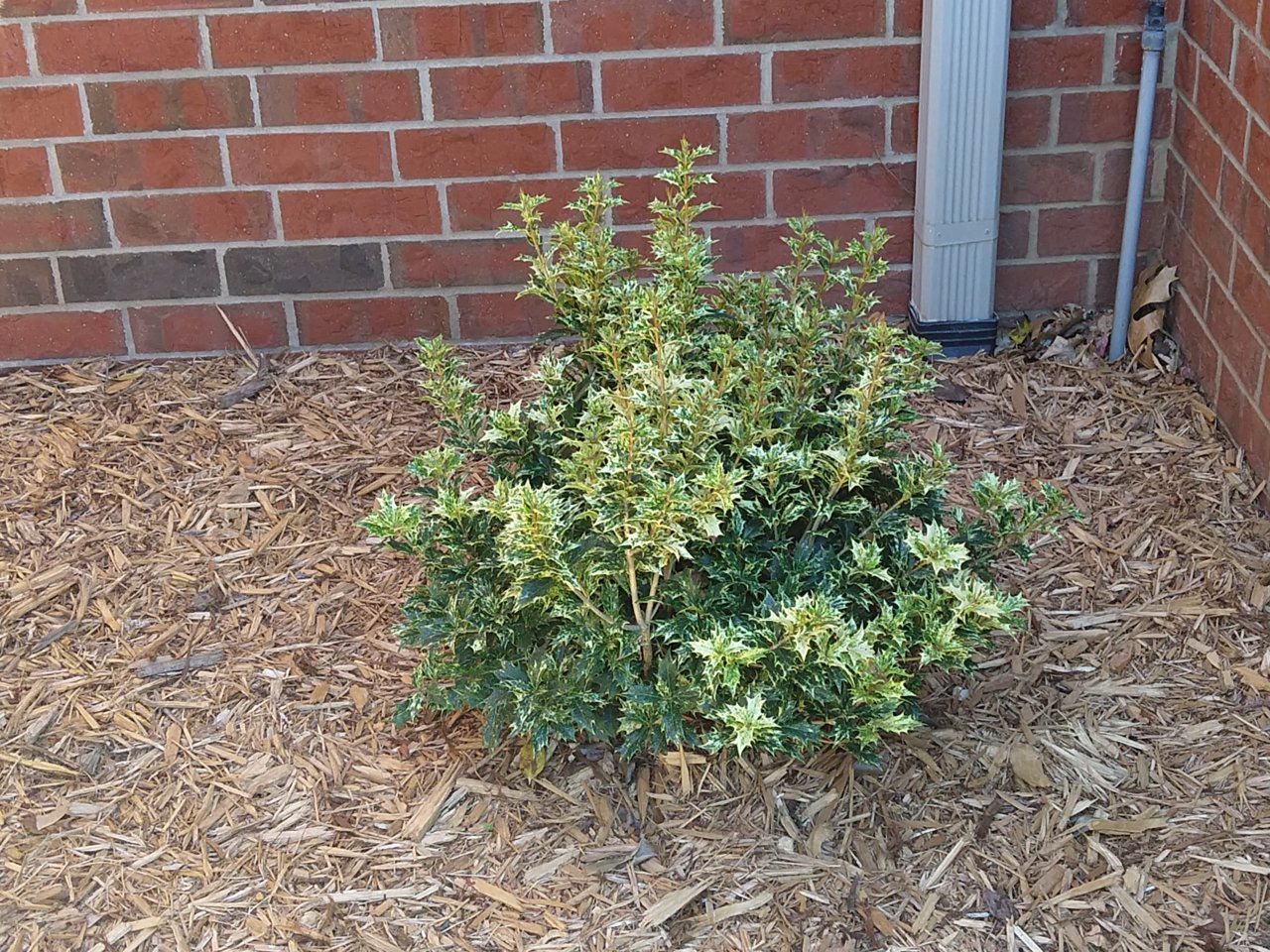 IMG_20190419_141856361.jpg