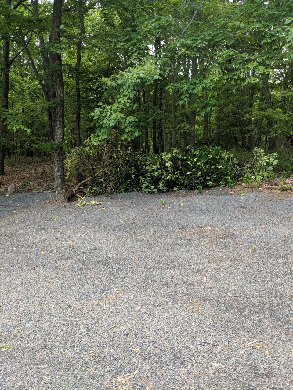 IMG_20190606_123122.jpg