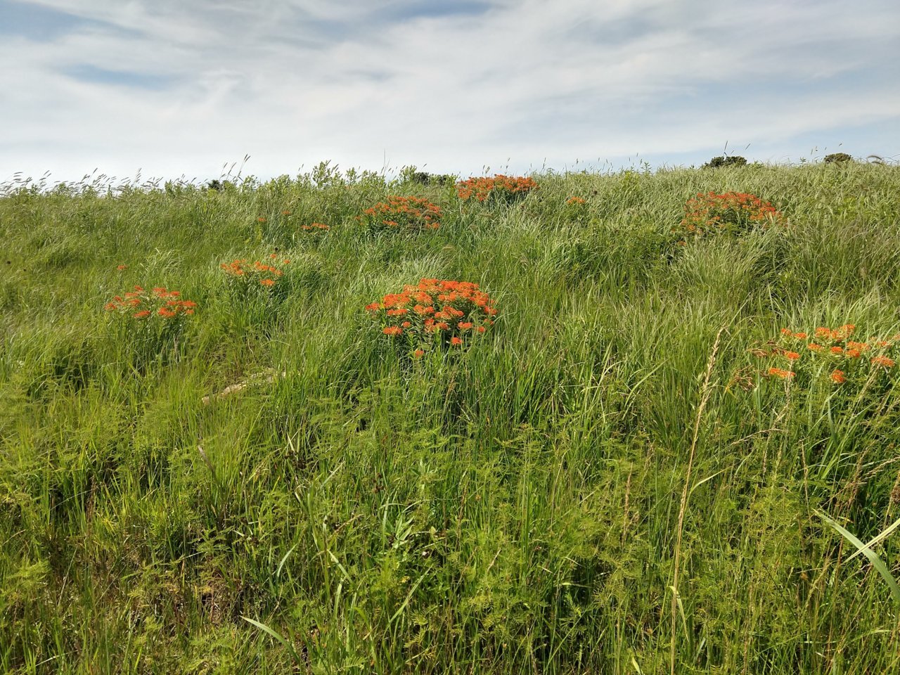 IMG_20190614_151342119_HDR.jpg
