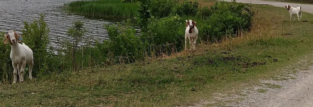 IMG_20190808_073831860.jpg